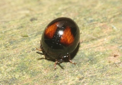 Stethotrypes raffrayi