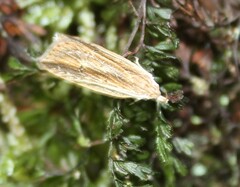 Donacostola notabilis