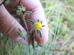 Stylosanthes biflora