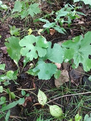 Sanguinaria canadensis