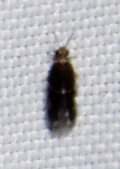 Hydroptilidae