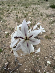 Leucocoryne appendiculata