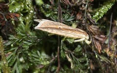 Donacostola notabilis