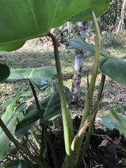 Philodendron loefgrenii