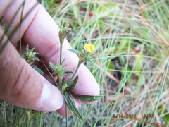 Stylosanthes biflora
