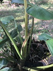 Philodendron loefgrenii