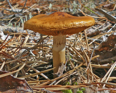 Cortinarius semisanguineus