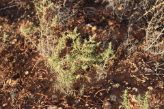 Salsola australis