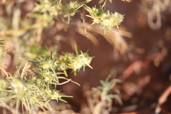 Salsola australis