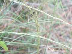 Aristida