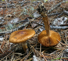Cortinarius semisanguineus