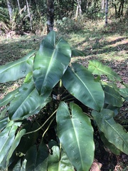 Philodendron loefgrenii