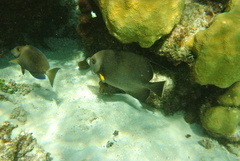 Pomacanthus arcuatus