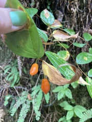 Prosartes smithii