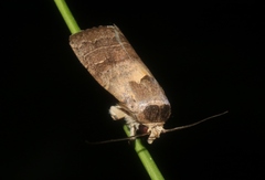 Athetis thoracica