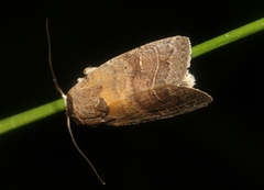Athetis thoracica