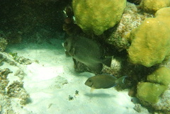 Pomacanthus arcuatus