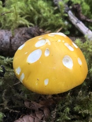 Russula claroflava