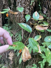 Prosartes smithii