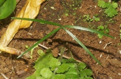 Araucaria columnaris