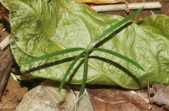 Araucaria columnaris