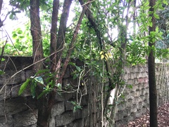 Melicytus ramiflorus