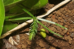 Araucaria columnaris