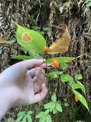 Prosartes smithii