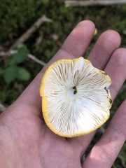Russula claroflava