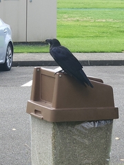 Corvus macrorhynchos