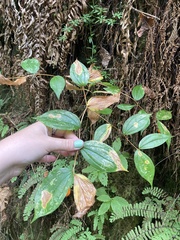 Prosartes smithii
