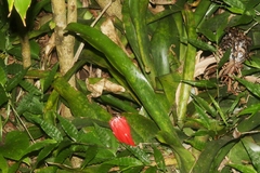 Billbergia pyramidalis