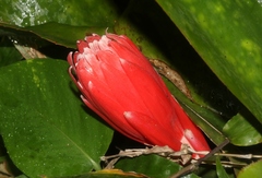 Billbergia pyramidalis