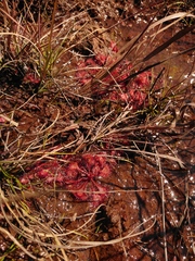 Drosera burkeana