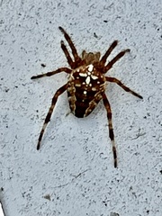 Araneus diadematus