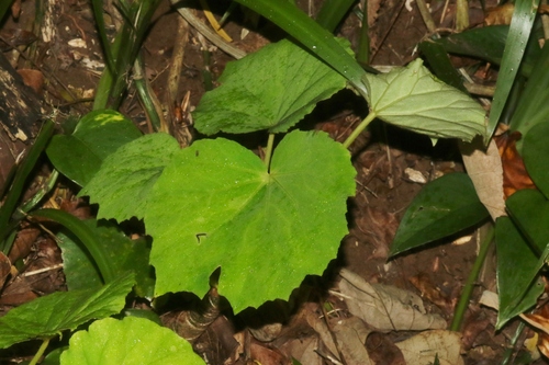 Begonia fusca observed 2022-08-22