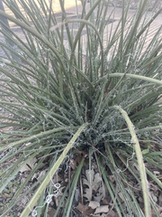 Hesperaloe
