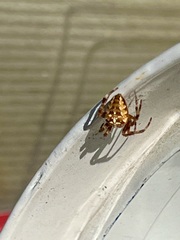 Araneus diadematus