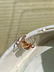 Araneus diadematus