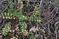 Polemonium pulcherrimum