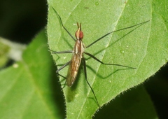 Telostylinus lineolatus