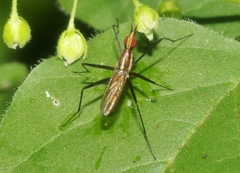 Telostylinus lineolatus