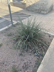 Hesperaloe