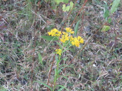 Solidago riddellii