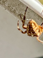 Araneus diadematus