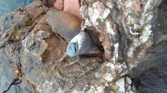Phorcus turbinatus