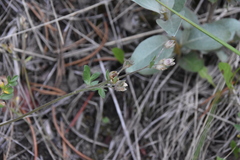 Polemonium pulcherrimum