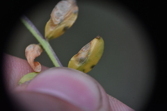 Polemonium pulcherrimum