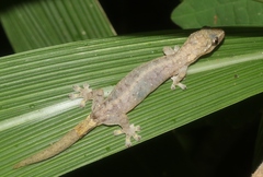 Hemiphyllodactylus typus