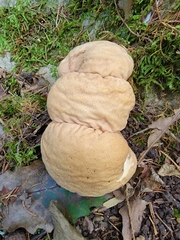 Calvatia rubroflava